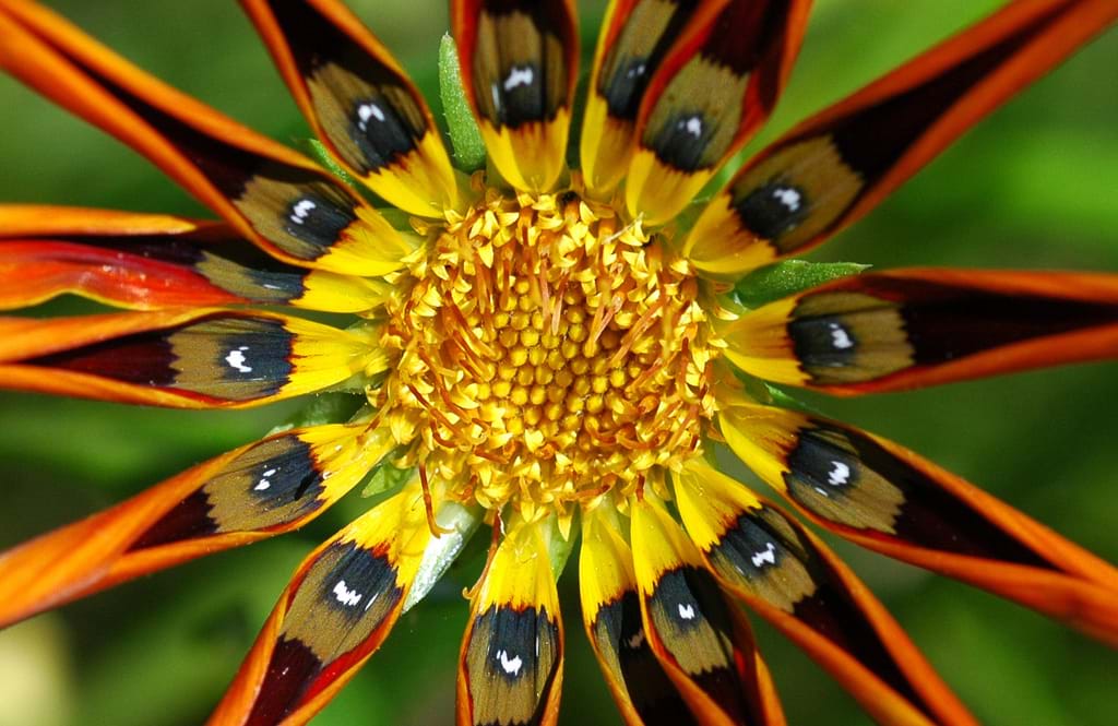 Kevin Cesar Martinez