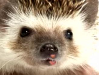 Colbert Report - Hedgehog Herpes